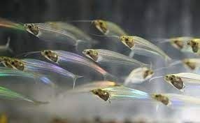 The glass catfish. - Imagen 4