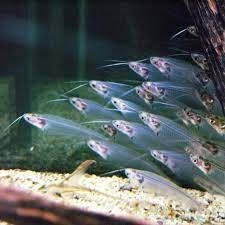 The glass catfish. - Imagen 5