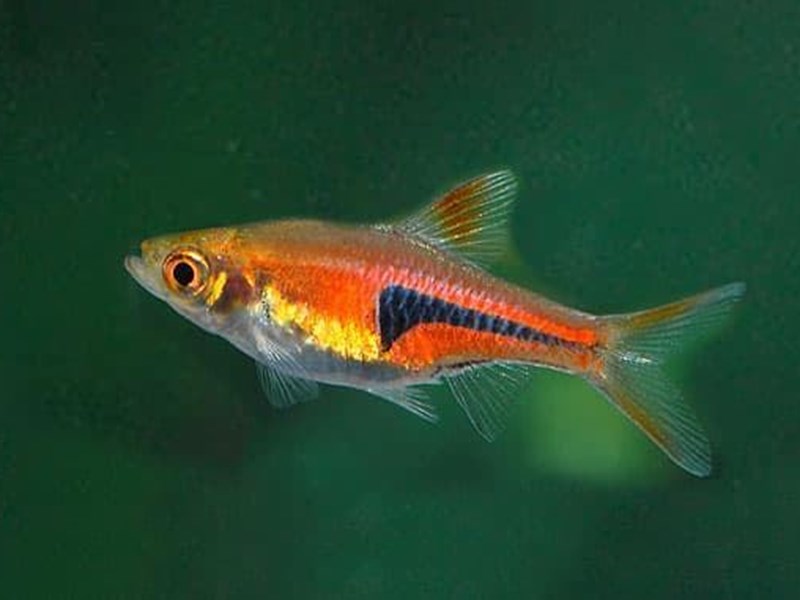 The Harlequin fish needs a habitat very similar to that of the black waters of the Amazon.