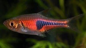 The Harlequin fish needs a habitat very similar to that of the black waters of the Amazon. - Imagen 3