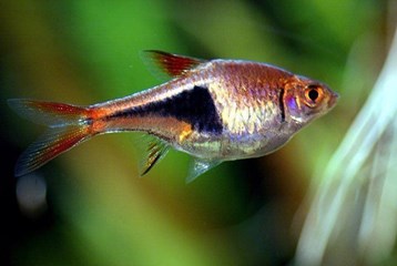 The Harlequin fish needs a habitat very similar to that of the black waters of the Amazon. - Imagen 4