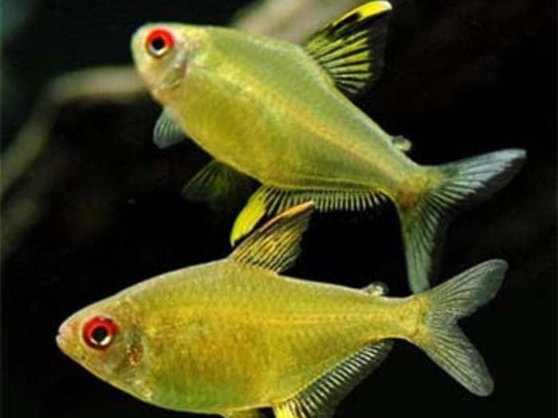 The Lemon Tetra is one of the most beautiful fish for a community aquarium.