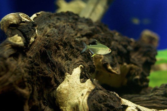 The Lemon Tetra is one of the most beautiful fish for a community aquarium. - Imagen 2