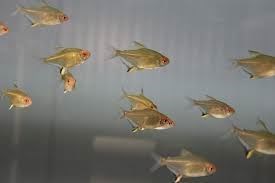 The Lemon Tetra is one of the most beautiful fish for a community aquarium. - Imagen 3