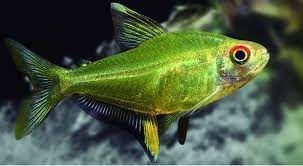 The Lemon Tetra is one of the most beautiful fish for a community aquarium. - Imagen 4