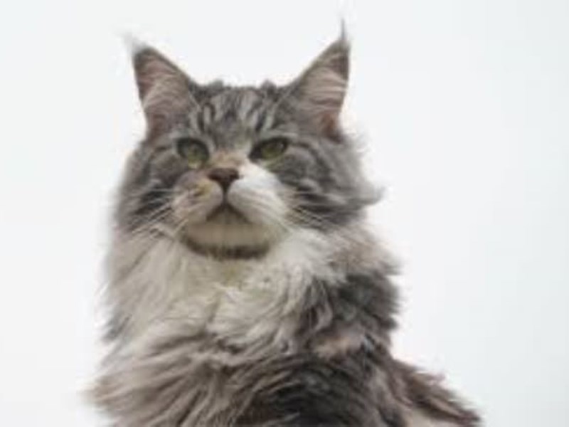 The Main Coon cat