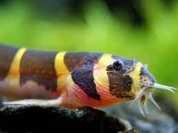 The Pangio Khuli fish that is shaped like an eel. - Imagen 1