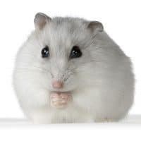 The Russian hamster and its care. - Imagen 4