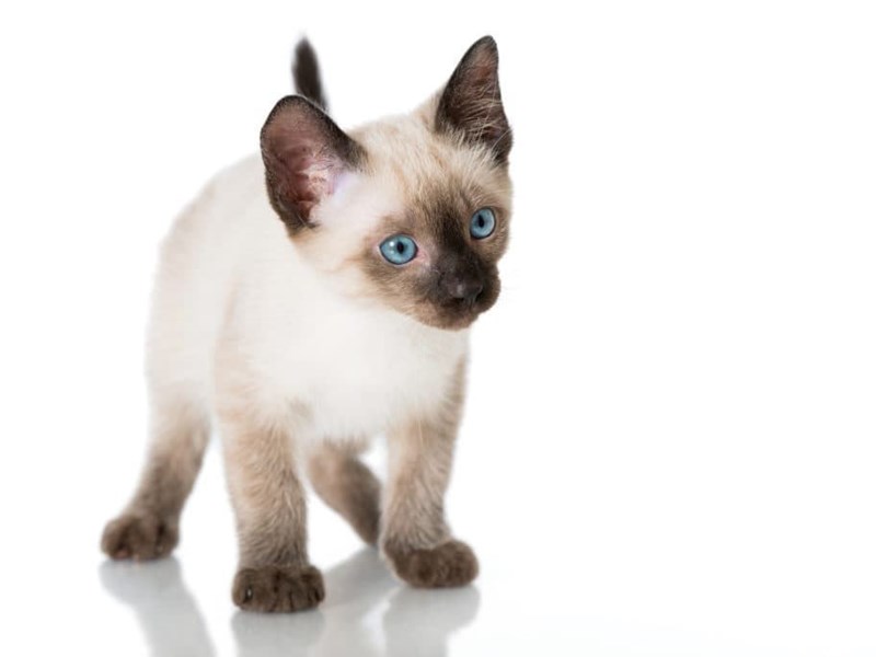 The Siamese, the perfect cat for the family.