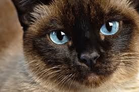 The Siamese, the perfect cat for the family. - Imagen 1