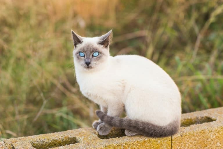 The Siamese, the perfect cat for the family. - Imagen 2