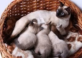 The Siamese, the perfect cat for the family. - Imagen 4