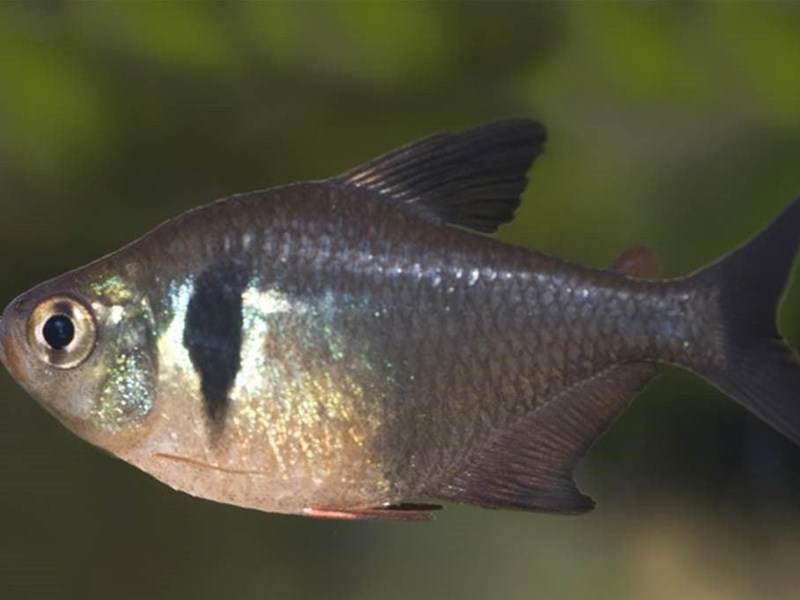 The simple reproduction of the Black and Red Phantom Tetra.
