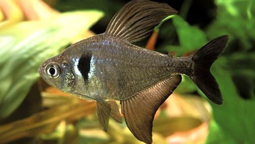 The simple reproduction of the Black and Red Phantom Tetra. - Imagen 2