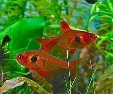 The simple reproduction of the Black and Red Phantom Tetra. - Imagen 1