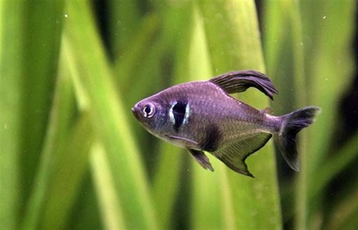 The simple reproduction of the Black and Red Phantom Tetra. - Imagen 3