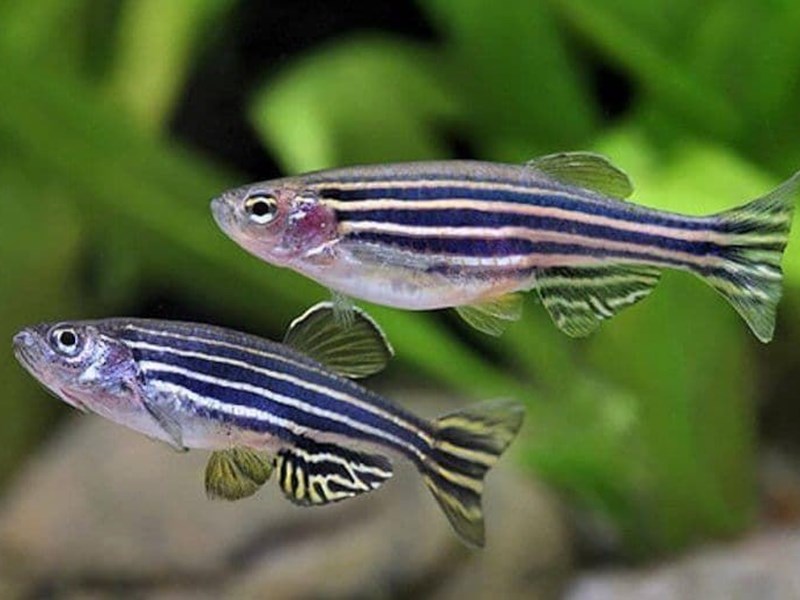 The zebra fish, danio rerio or zebrafish, suitable for beginner aquarists.
