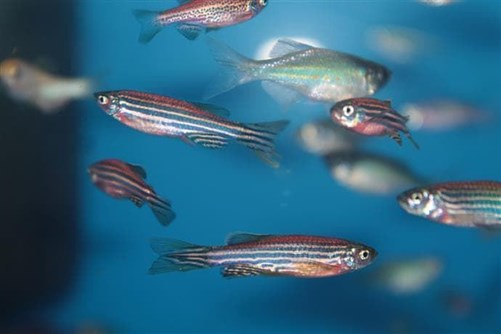 The zebra fish, danio rerio or zebrafish, suitable for beginner aquarists. - Imagen 4