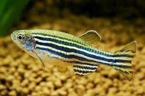 The zebra fish, danio rerio or zebrafish, suitable for beginner aquarists. - Imagen 2