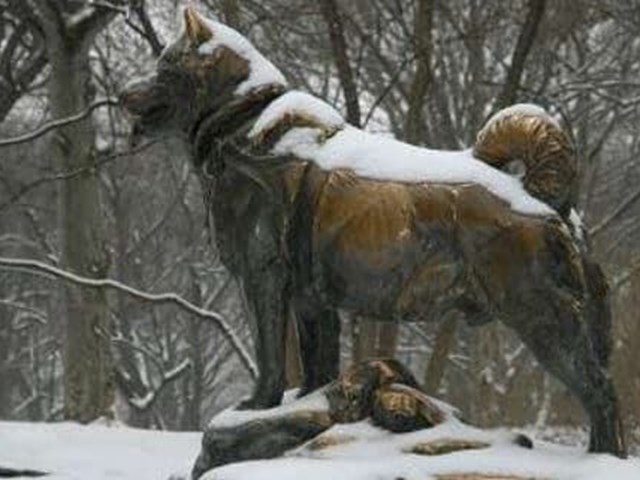 Togo, the unsung hero of snow and Balto, the heroic Siberian husky with a statue in Central Park.