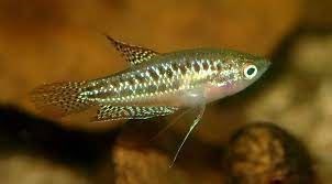 Trichopsis Pumila or sparkling gouramis, are peaceful and shy fish. - Imagen 2