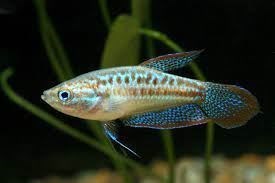 Trichopsis Pumila or sparkling gouramis, are peaceful and shy fish. - Imagen 5