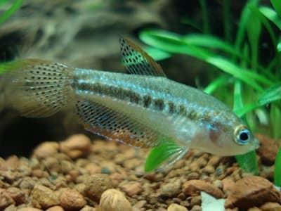 Trichopsis Pumila or sparkling gouramis, are peaceful and shy fish. - Imagen 9