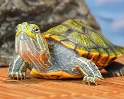 Turtles, with their distinctive shell that protects them from dehydration and possible injuries.