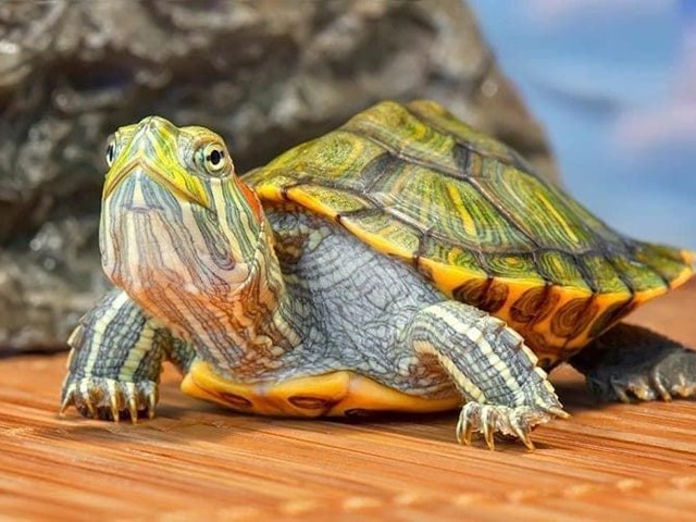 Turtles, with their distinctive shell that protects them from dehydration and possible injuries.