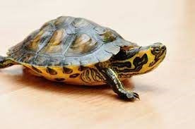 Turtles, with their distinctive shell that protects them from dehydration and possible injuries. - Imagen 1