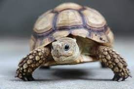 Turtles, with their distinctive shell that protects them from dehydration and possible injuries. - Imagen 3