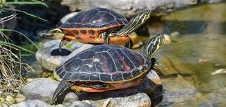 Turtles, with their distinctive shell that protects them from dehydration and possible injuries. - Imagen 5