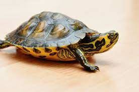 Turtles, with their distinctive shell that protects them from dehydration and possible injuries. - Imagen 6