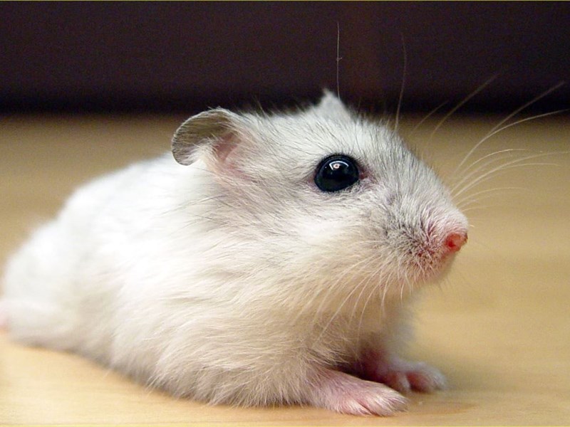 Typical diseases of hamsters.