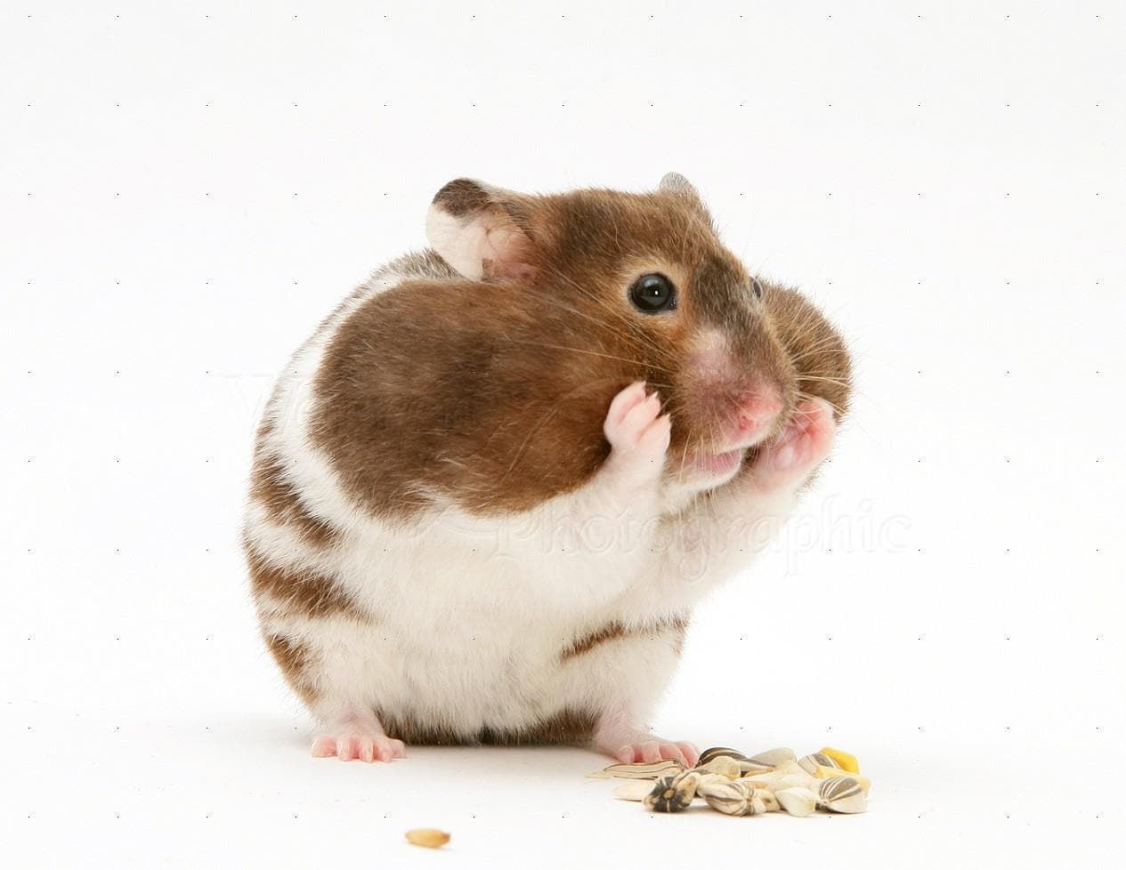 Typical diseases of hamsters. - Imagen 2
