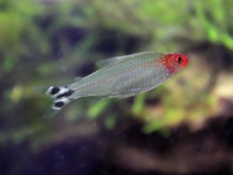 Varieties of the Borrachito fish or red head tetra.