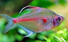 Varieties of the Borrachito fish or red head tetra. - Imagen 7