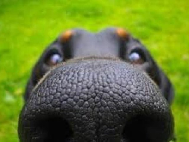 What are the 8 smells that your dog can't stand and that you have to know.
