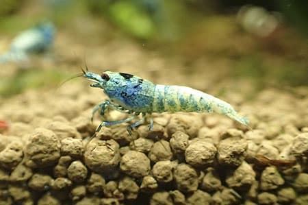 What is needed to have a shrimp? - Imagen 24