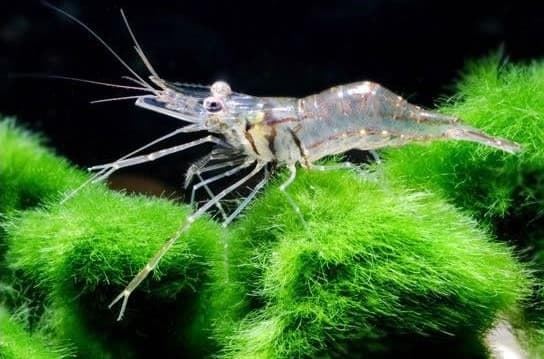 What is needed to have a shrimp? - Imagen 25