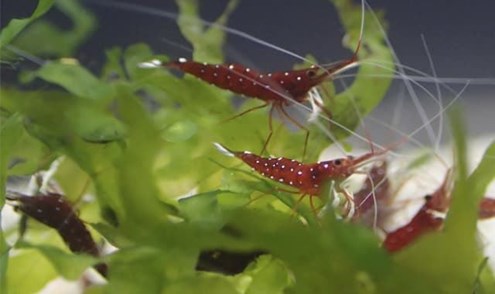 What is needed to have a shrimp? - Imagen 26