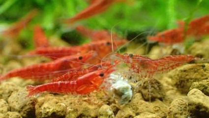 What is needed to have a shrimp? - Imagen 27