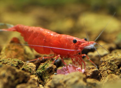 What is needed to have a shrimp? - Imagen 28