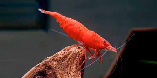 What is needed to have a shrimp? - Imagen 29