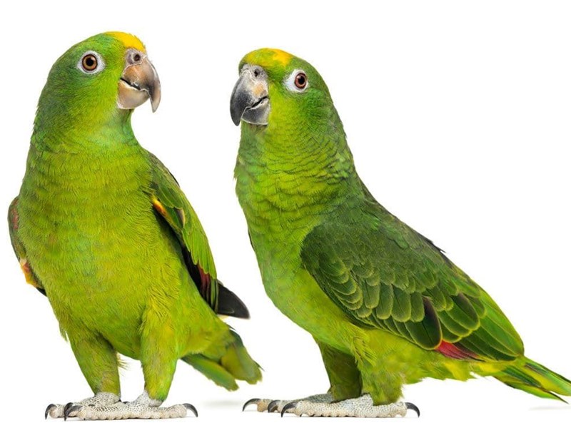 What you need for your Amazon parrot
