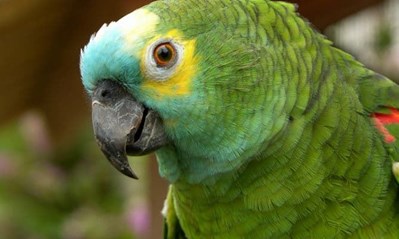 What you need for your Amazon parrot - Imagen 1