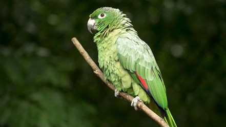 What you need for your Amazon parrot - Imagen 2