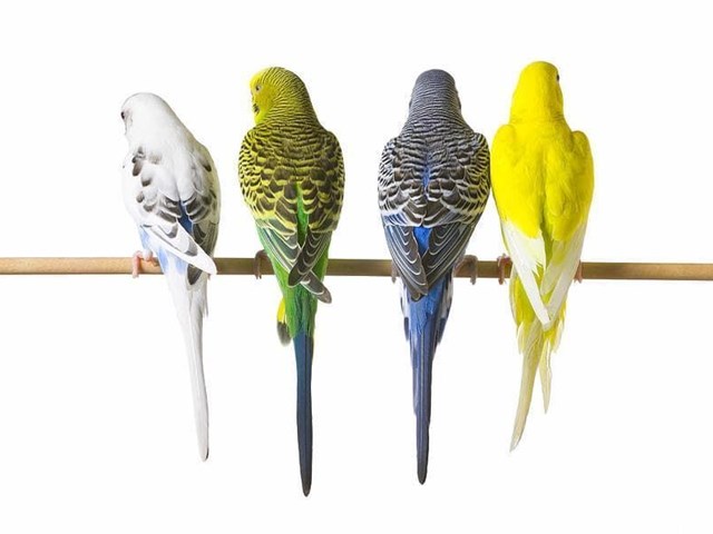 What you need for your parakeet.