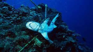 World Oceans Day; protect them from plastics that are so harmful to any animal species. - Imagen 2