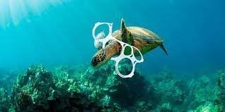 World Oceans Day; protect them from plastics that are so harmful to any animal species. - Imagen 6